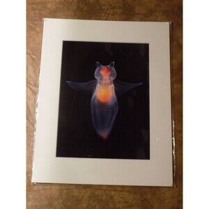 Into The Deep Sea Angel Ocean Print Matte Framed Picture 2022